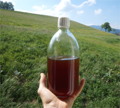 L'aubier de tilleul &ndash; Epurons nos reins !